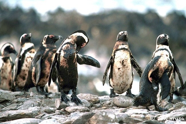 Penguins covered in oil